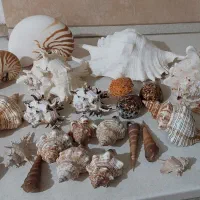 صدف طبیعی وارداتی کلکسیونی و دکوری تزیینی
