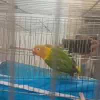 طوطی برزیلی گم شده