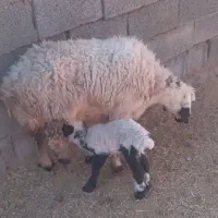 میش مغانی بره چاق فروشی|حیوانات مزرعه|بردسیر, |دیوار