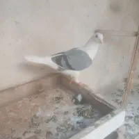 کفتر