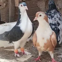 ساده فروشی