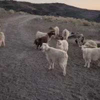 فروش بز محلی|حیوانات مزرعه|بافت, |دیوار