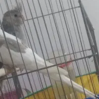 دو عدد عروس هلندی|پرنده|جوانرود, |دیوار