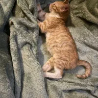 واگذاری گربه نر نارنجی