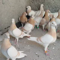 کبوتر جفتی کرم طاووسی ملیومنز