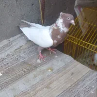 کفتر|پرنده|مشهد, عامل|دیوار