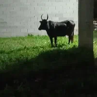 گاوشکمدار و لیشه چالوسی