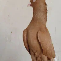 دمسفید|پرنده|اصفهان, مهدی آباد|دیوار