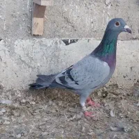 پلاکی صید کربلایی صید|پرنده|اسفراین, |دیوار