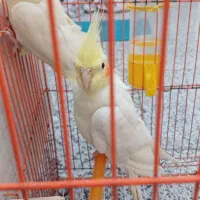 عروس هلندی جفت