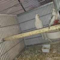 عروس هلندی بهمراه جوجه