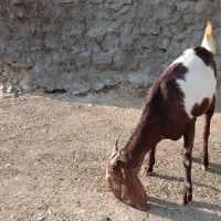 بز نژاد افغان|حیوانات مزرعه|ویسیان, |دیوار