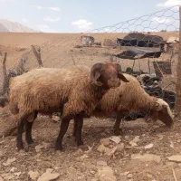 قوچ|حیوانات مزرعه|فلارد, |دیوار