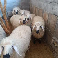 بره نر گوسفند قوچ