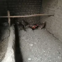 فروش پرنده زینتی