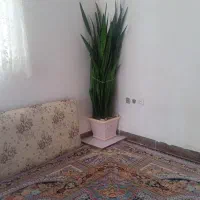 گل سانسوریا