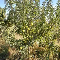 سیب|خوردنی و آشامیدنی|نمین, |دیوار