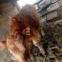 گاو همراه با گوساله