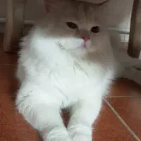 واگذاری گربه نر و ماده