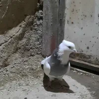 کبوتر|پرنده|کرمانشاه, |دیوار