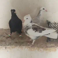 سه عدد کفتر پرشی|پرنده|شیروان (خراسان), |دیوار