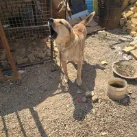 سگ نگهبان|سگ|اسفرورین, |دیوار