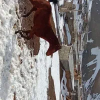 فروش اسب|اسب و تجهیزات اسب‌سواری|سارال, |دیوار