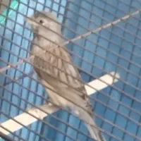 قناری کشیده ۶ دانگ حرفه ای مست آماده