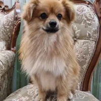 سگ پامر روباهی|سگ|سبزوار, رباط|دیوار