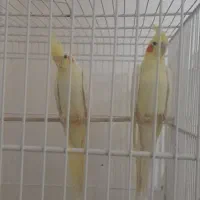 عروس هلندی|پرنده|خرمشهر, |دیوار