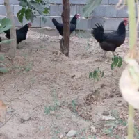 فروش قوغاز نروماده ومرغ تخم گذاررسمی جوان|حیوانات مزرعه|ساوه, |دیوار