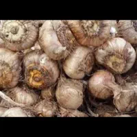 پیاز زعفران باخرز (سر زمین )