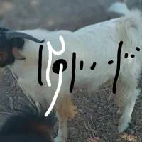 چپشت نر ۱۲تومن|حیوانات مزرعه|کهنوج, |دیوار