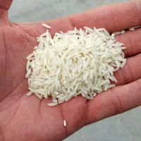 برنج ندا سوزنی