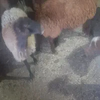 گوسفند|حیوانات مزرعه|کوراییم, |دیوار