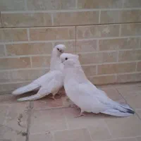 کفتر پلاکی|پرنده|جیرفت, |دیوار