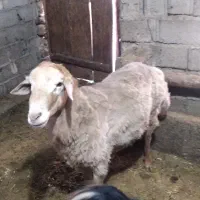 قوچ|حیوانات مزرعه|فندقلو, |دیوار