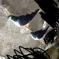 کبوتر پرشی|پرنده|نیشابور, مازول|دیوار