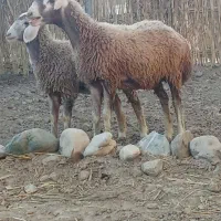 دوراس بره جنس دار