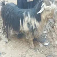 پازن فروشی|حیوانات مزرعه|لردگان, |دیوار