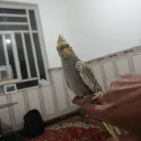 جوجه عروس هلندی گل با قالی|پرنده|حمیدیا, |دیوار