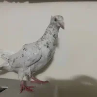 کفتر|پرنده|مشهد, امیرآباد|دیوار