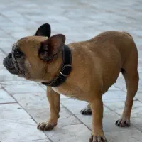 فرنچ بولداگ ماده