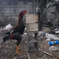 جوجه خ لاری اصیل ۷ ماهه