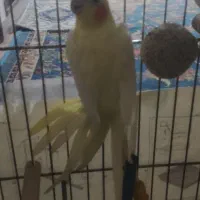 عروس هلندی ماده|پرنده|شیروان (خراسان), |دیوار