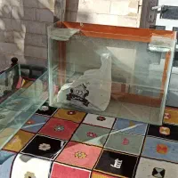 آکواریوم ماهی