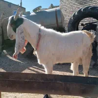 باسلام نریز گلابی.