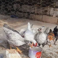 8 عدد جوجه ی محلی در لنده