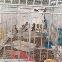 جوجه سهره مهاباد|پرنده|اصفهان, پزوه|دیوار
