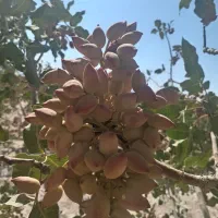 فروش ۶ حبه آب زمین پسته